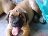 щенки бульмастифа