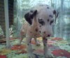 Продам щенков